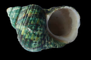 Green Turquoise Seashell Black Background PNG image with transparent background