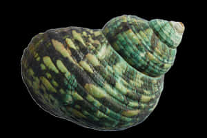 Green Turquoise Seashell Black Background PNG image with transparent background