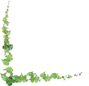 Green Vine Corner Decoration PNG Image