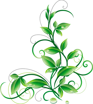 Green Vine Dew Drops Graphic PNG Image