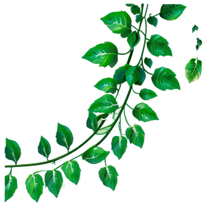 Green Vine Leaves Graphic PNG image with transparent background