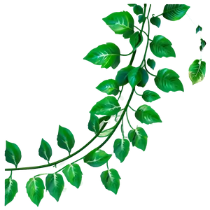 Green Vine Leaves Graphic PNG Image