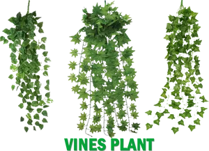 Green Vine Varieties PNG Image