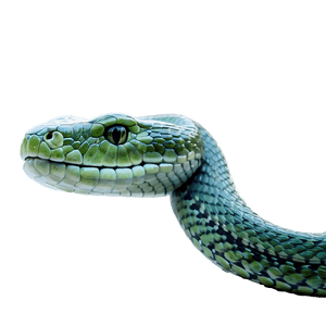 Green Viper Snake PNG 96 PNG image with transparent background