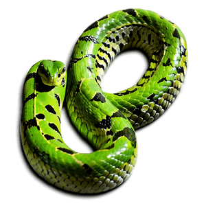 Green Viper Snake PNG jww1 PNG image with transparent background