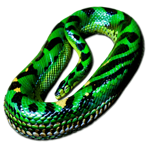 Green Viper Snake PNG qrb PNG image with transparent background