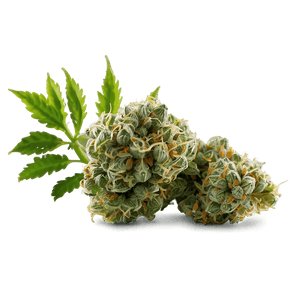 Green Weed Strain PNG 11 PNG image with transparent background