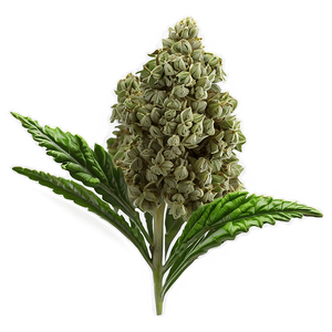 Green Weed Strain PNG jif31 PNG image with transparent background