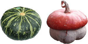 Pumpkin, A Vegetable, Garden, The Cultivation Of - Name The Green Vegetables, HD Png Download PNG image with transparent background