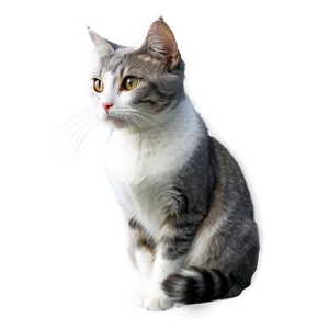 Grey And White Cat Png Pfn15 PNG Image