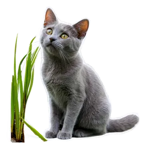 Grey Cat In Grass Png Awy27 PNG Image