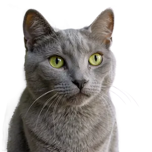 Grey Cat Photo Png Xhu9 PNG Image