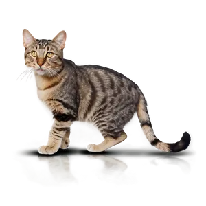 Grey Cat Walking Png 48 PNG Image