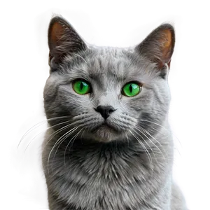 Grey Cat With Green Eyes Png Tva PNG Image