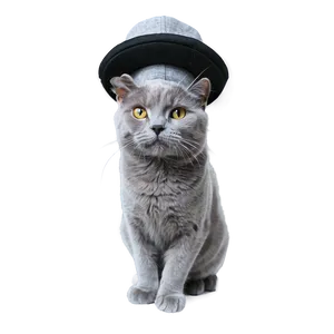 Grey Cat With Hat Png Ans PNG Image