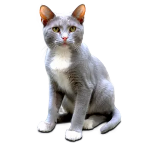 Grey Cat With Pink Nose Png Kld63 PNG Image