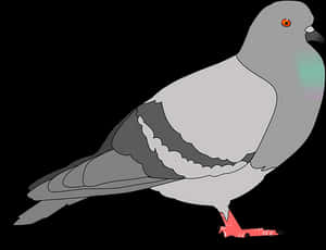 Grey Pigeon Illustration PNG image with transparent background