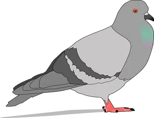 Grey Pigeon Illustration PNG Image