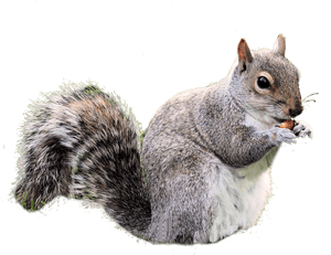 Grey Squirrel Eating Nut PNG image with transparent background