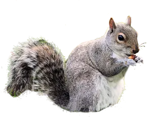 Grey Squirrel Eating Nut PNG Image