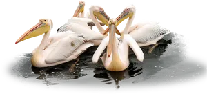 Groupof Pelicanson Water PNG Image