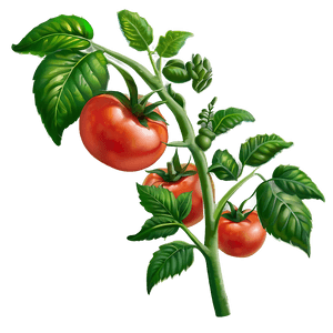 Growing Tomato Plant PNG 40 PNG