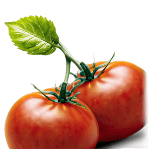 Growing Tomato Plant PNG yhm64 PNG