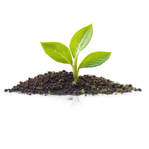 Growth Sprout Png Evg PNG Image