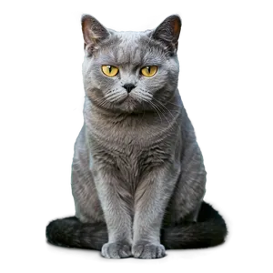 Grumpy Grey Cat Png Xta PNG Image