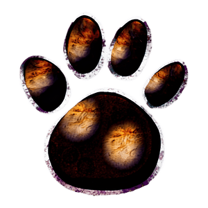 Grunge Paw Print PNG pny PNG image with transparent background