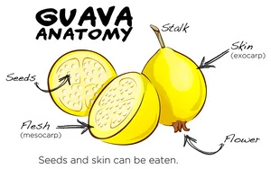 Guava Anatomy Illustration PNG Image