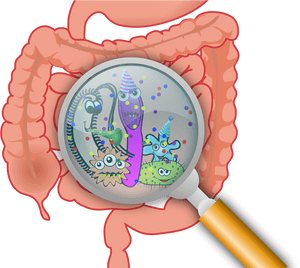 Researchers Find Bacteria Residing In Guts Of Mice - Intestinal Bacteria, HD Png Download PNG image with transparent background