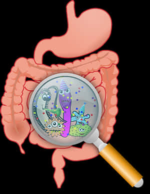 Gut Flora Under Magnifying Glass PNG image with transparent background