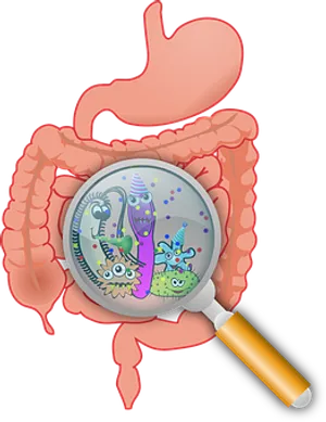 Gut Flora Under Magnifying Glass PNG Image