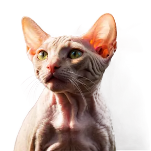 Hairless Cat In Sunlight Png Bnj PNG Image