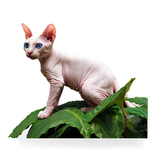 Hairless Cat Png Esf PNG Image