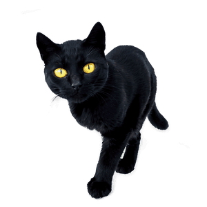 Halloween Black Cat PNG 04292024 PNG image with transparent background