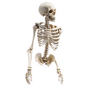 Halloween Bones Png Lfx17 PNG Image