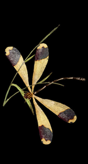 Halloween Pennant Dragonfly Illustration PNG image with transparent background