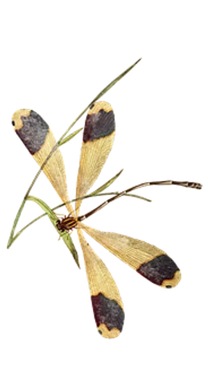 Halloween Pennant Dragonfly Illustration PNG Image