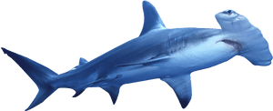 Hammerhead Shark Png PNG image with transparent background