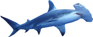 Hammerhead Shark Swimming PNG Image