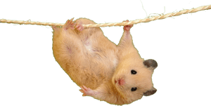 Transparent Background Hamster Transparent, HD Png Download PNG image with transparent background