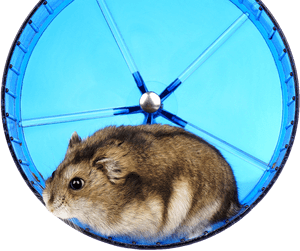 Running Hamster - Hamster, HD Png Download PNG image with transparent background