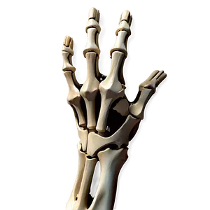 Hand And Wrist Bones Anatomy Png Idk20 PNG Image