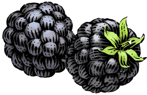 Blackberry Png Image With Transparent Background - Siggi's Blackberry Yogurt, Png Download PNG image with transparent background