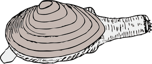 Line Art,head,organ - Razor Clam Clip Art, HD Png Download PNG with transparent background