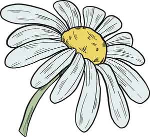 Hand Drawn Daisy Illustration PNG Image