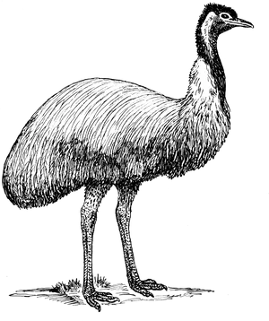 Hand Drawn Emu Illustration PNG Image