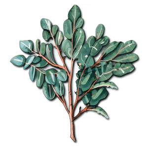 Hand Drawn Eucalyptus PNG 05242024 PNG